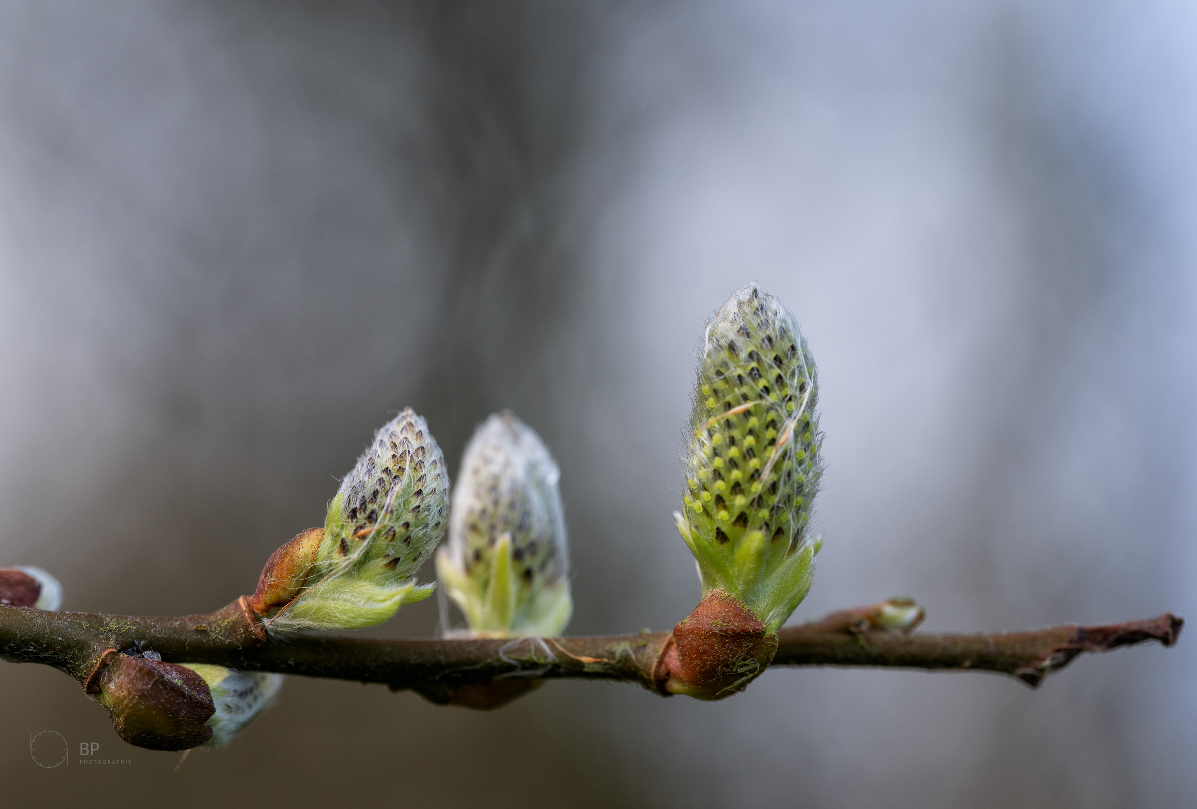 Willow catkins